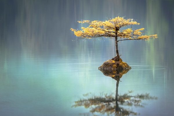 First Online Emdr Therapy Session